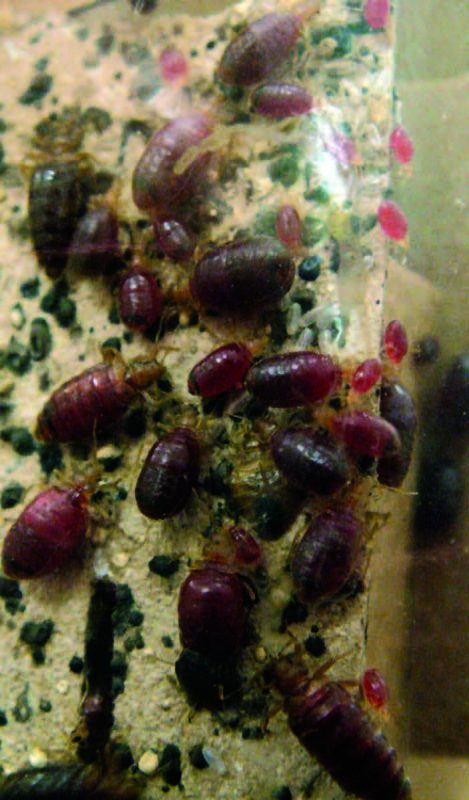 Larger round red bugs 