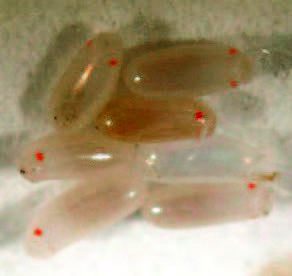 Clear eggs with bright red dots
