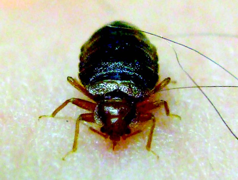 Brown beg bug feeding on skin
