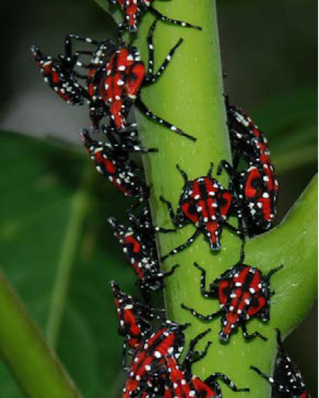 Mature nymphs with red and black body and white dots all over their body. Their size is 7/8 inch (12 mm) long