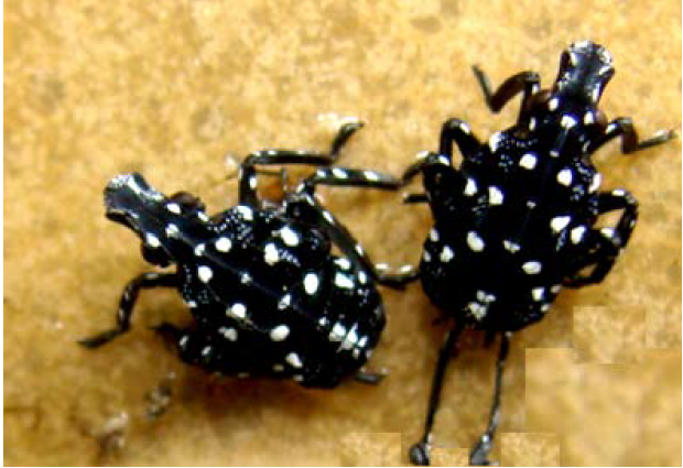 Black young nymphs with white dots on their back. Their size-up to 3/8 inch (4 mm) long.
