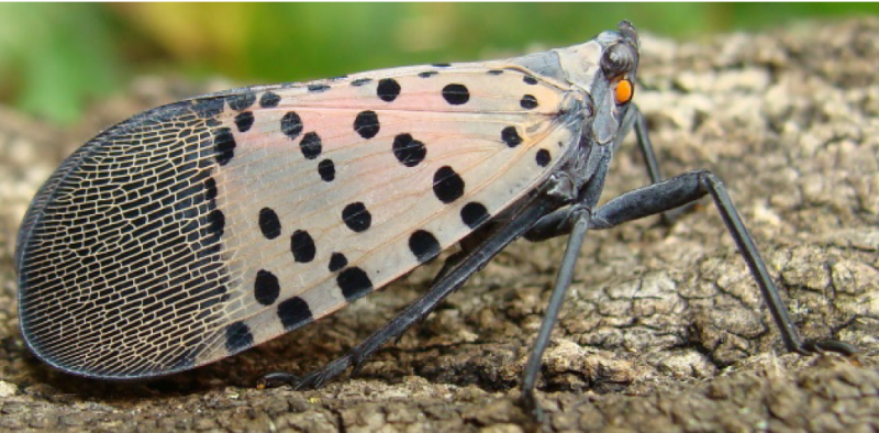 Adult spotted lanternfly with Size-about 1 inch (25 mm) long and many black dots on the wings