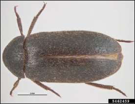 Figure 2, An adult beetle as seen from above.