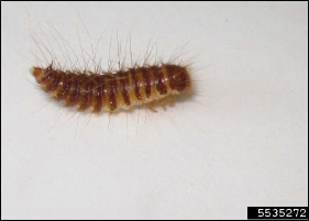 Figure 3, A beetle larva with long bristly hairs.