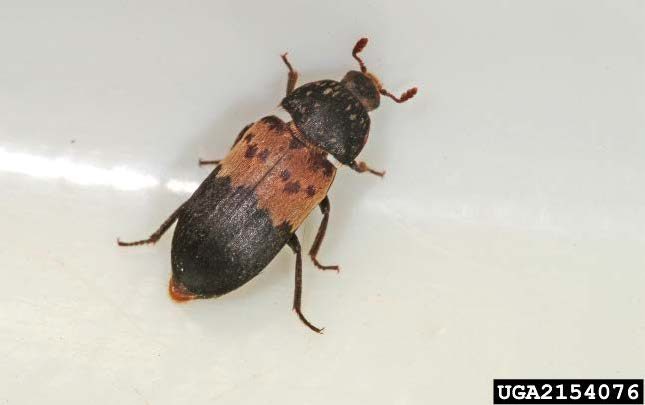 Figure 1, An adult beetle rests with its legs and antennae extended.