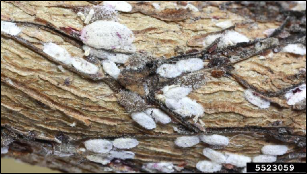  A section of a crape myrtle branch with numerous nymphal and adult crapemyrtle bark scales on it.