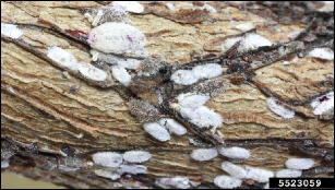 A section of a crape myrtle branch with numerous nymphal and adult crapemyrtle bark scales on it.