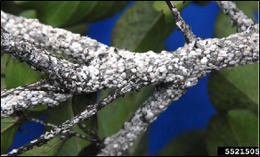 A crape myrtle branch is covered with a thick layer of crapemyrtle bark scale.