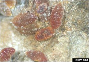 A closeup of multiple pinkish crapemyrtle bark scale crawlers.