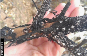 A crape myrtle branch has blacked bark due to sooty mold growing on honeydew produced by crapemyrtle bark scale.