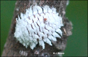 A beetle larva covered with conspicuous clumps of waxy material rests on a twig.