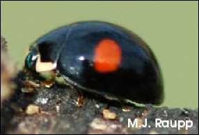 A shiny, convex adult beetle rests on a twig. 