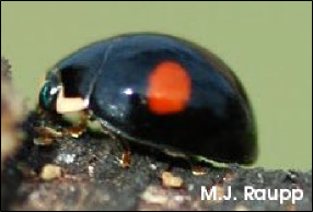 A shiny, convex adult beetle rests on a twig.