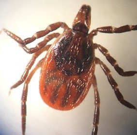 figure 1. Photo of a  black-legged tick (Ixodes scapularis) on a neutral background, adult female specimen.  Black legs, red scutum 
