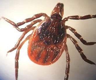 Picture of female blacklegged tick.