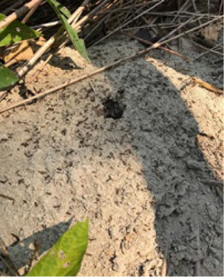 fire ant mound showing a hole and the ants around it, surrounded by green leaves