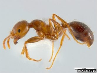 red imported fire ant