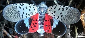 Picture of adult spotted lanternfly.