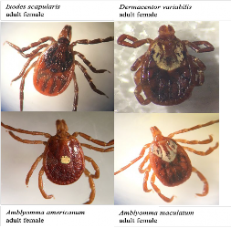 Pictures of four different tick species common in Virginia:   Ixodes scapularis (the blacklegged tick), Dermacentor variabilis (the American dog tick), Amblyomma americanum (the lone-star tick), and Amblyomma maculatum (the Gulf Coast tick). 