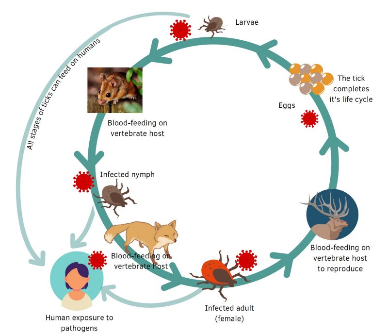 Tick life-cycle stages.