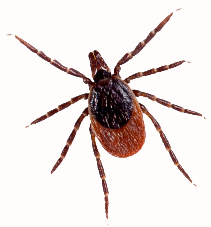 Male BlackLegged Tick that has black to brown back, and black to dark brown legs