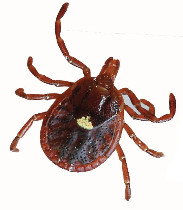 Female Lone Star Tick with Tanned brown back and single white pigment spot on it.