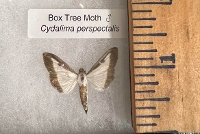 An adult male Box Tree Moth next to a ruler, measuring half an inch.