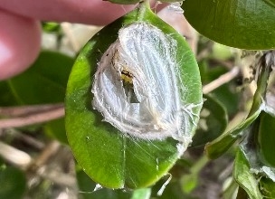 White stringy pod of overwintering larvae on boxwood leaves,