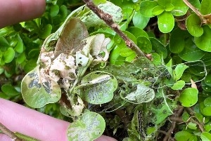 Larval nests of box tree moths in damaged boxwood leaves.