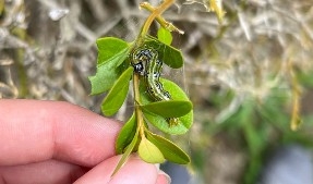 A late-stage Box Tree Moth larva clinging to a leaf.