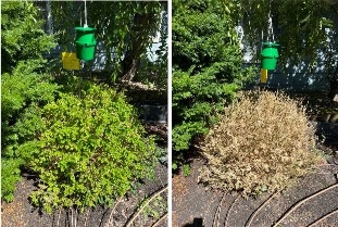 Boxwood before and after being infested with box tree moths. The plant has become severely damaged in under two weeks.