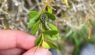 A late-stage Box Tree Moth larva clinging to a leaf.