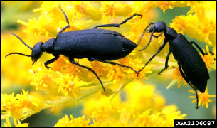 Two adult blister beetles rest on a flowering plant.