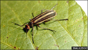  An adult blister beetle rests on the surface of a leaf.