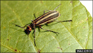 An adult blister beetle rests on the surface of a leaf.