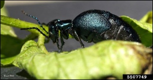 An adult blister beetle with short wing covers exposing the abdomen rests on a leaf.