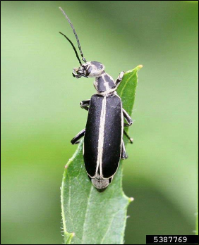 An adult blister beetle rests on the tip of a leaf.