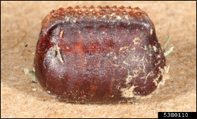  A closeup image of a cockroach egg case with rows of sculpturing on the top edge.
