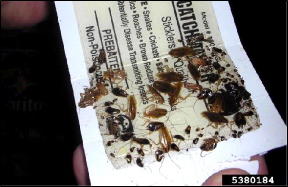 A person's hands hold a sticky trap with a large number of adult and nymphal cockroaches stuck to the adhesive.