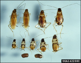 An array of adult and nymphal cockroaches is shown with several of their egg cases.