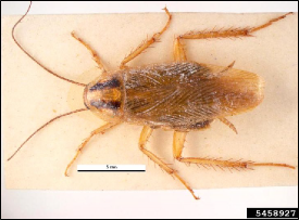 An adult German cockroach with legs and antennae extended.