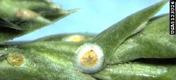 Figure 1, Scale insects feed at the base of conifer needles.