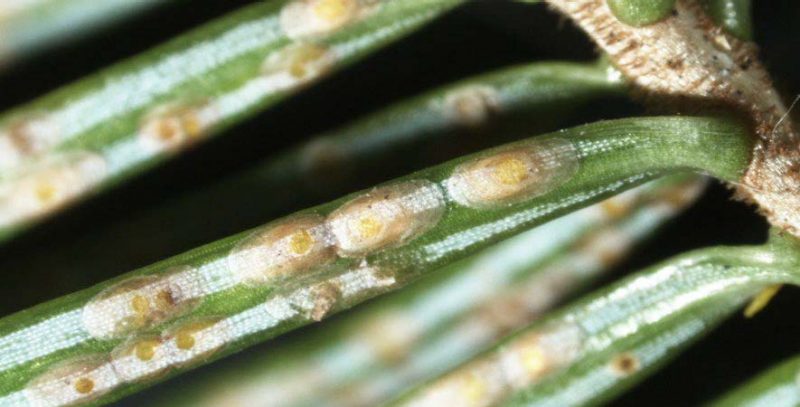 Figure 2, A closeup of conifer needles with scale insects.