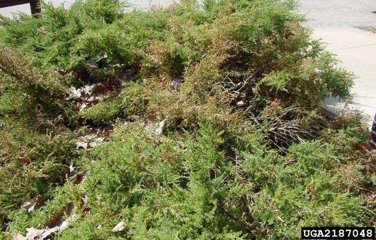Figure 5, A juniper planting with twig and branch dieback from a scale infestation.