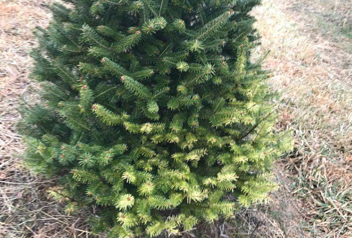 Figure 4, A small conifer tree with discolored foliage at its base.