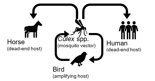 Diagram of the enzootic cycle of the West Nile virus.