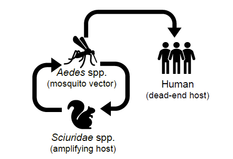 Diagram depicting the enzootic cycle of La Crosse virus.