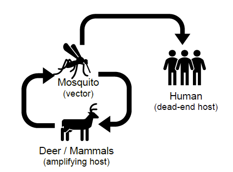Diagram depitcing the enzootic cycle of Jamestown Canyon virus.