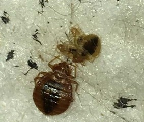 Bed bugs - a female adult and three nymphs.