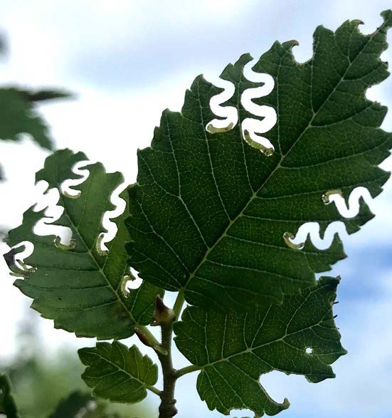 Elm Zigzag Sawfly damage on a leaf.